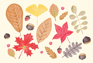 [일러스트] 가을색연필화-낙엽