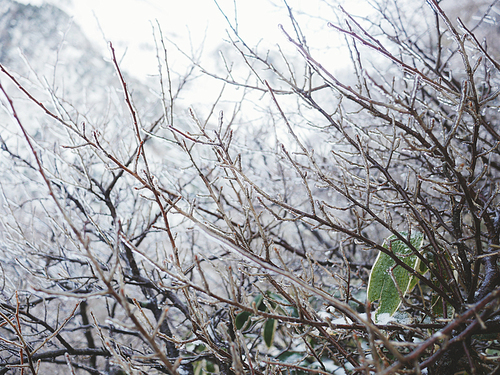 [사진] 한라산 겨울 풍경 04
