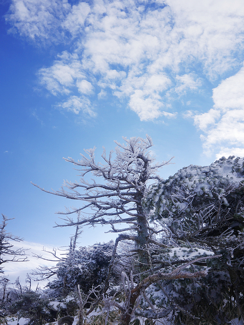 [사진] 한라산 겨울 풍경 13