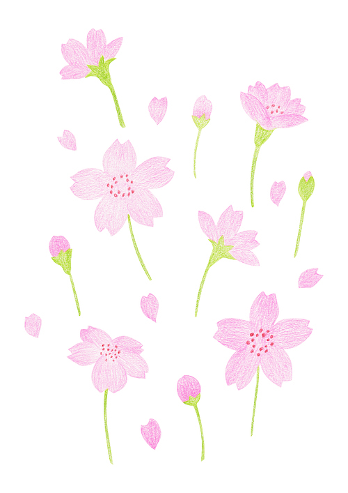 색연필 일러스트 - 벚꽃