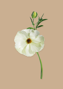 흰색 꽃 사진