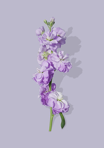 보라색 꽃