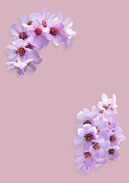 분홍색 매화꽃
