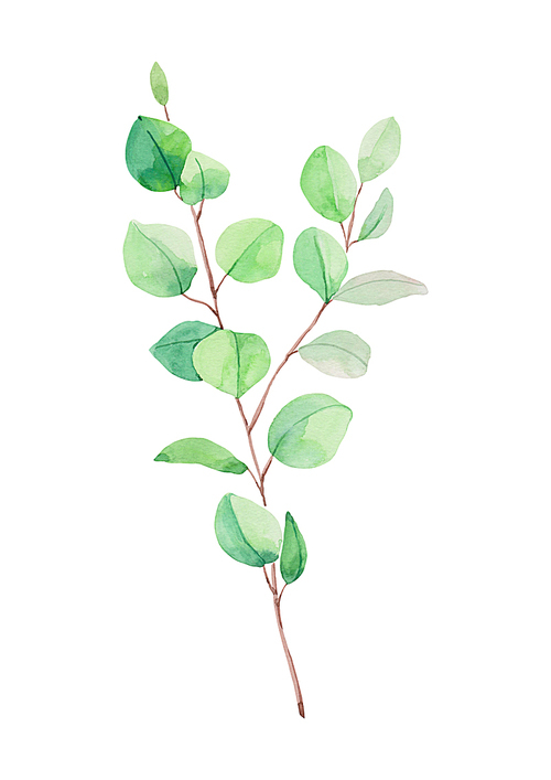 식물 수채화 - 유칼립투스 나뭇가지