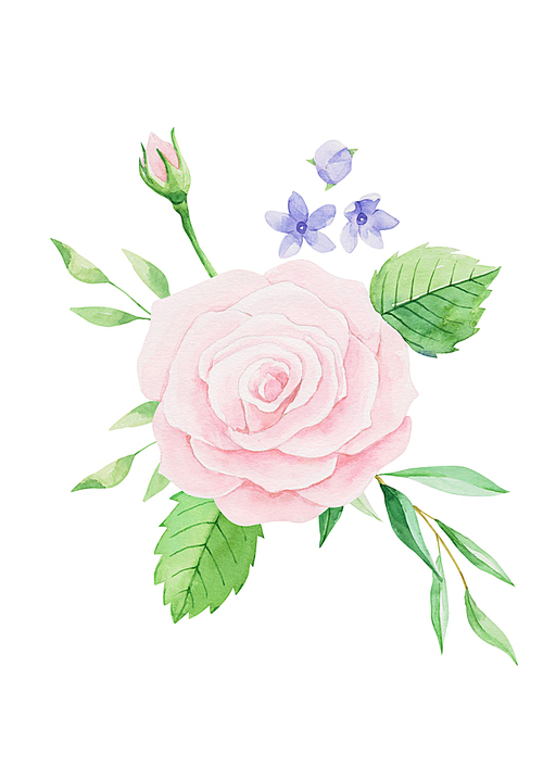 식물 수채화 - 분홍색 장미꽃