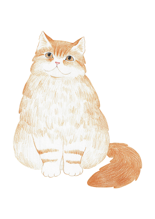 장모종 고양이 색연필 그림 01