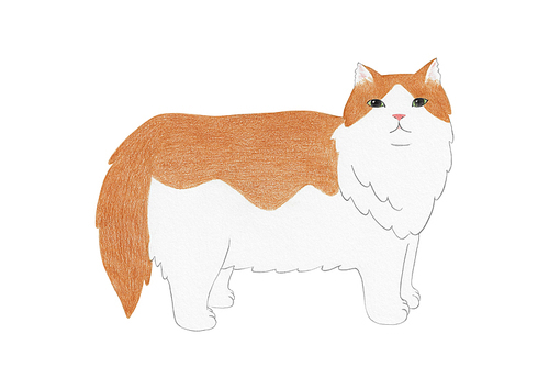 장모종 고양이 색연필 그림 03