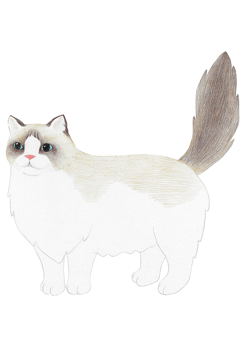 장모종 고양이 색연필 그림 04