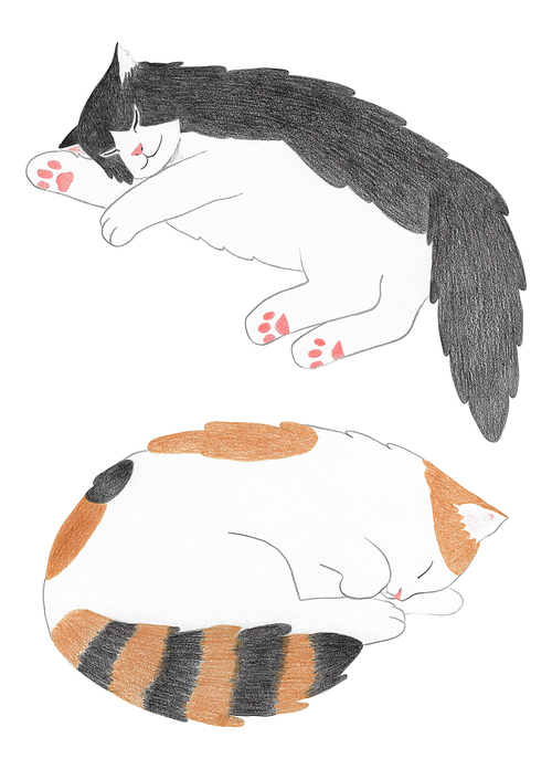 장모종 고양이 색연필 그림 05