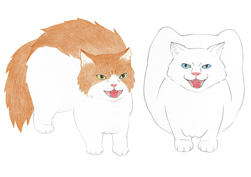 장모종 고양이 색연필 그림 07