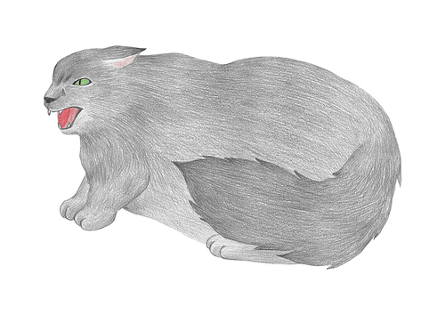 장모종 고양이 색연필 그림 08