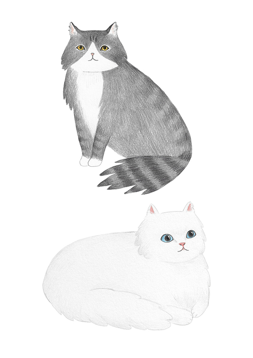 장모종 고양이 색연필 그림 09