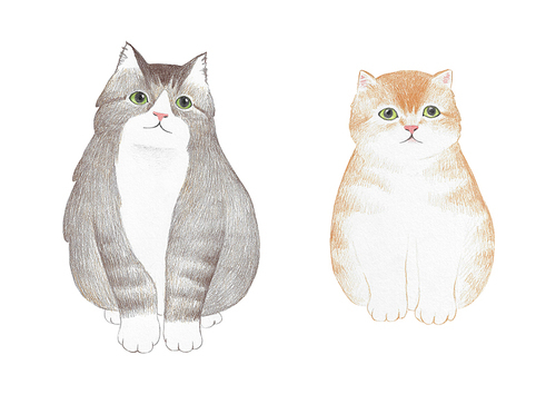 장모종 고양이 색연필 그림 10