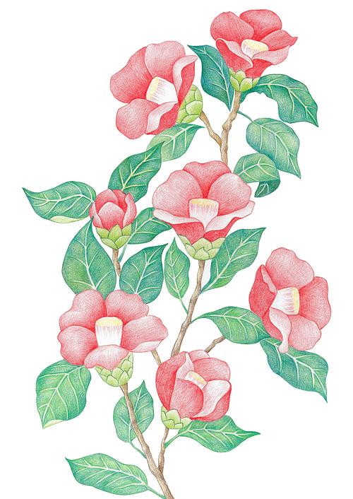 동백꽃 색연필 그림
