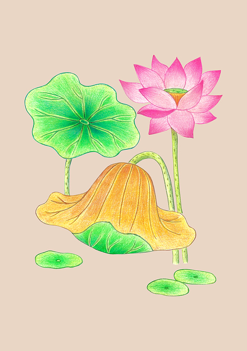 한국 전통 색연필 그림 - 연꽃