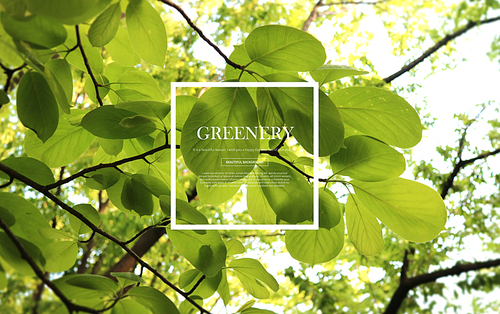 greenery_011