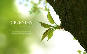greenery_018