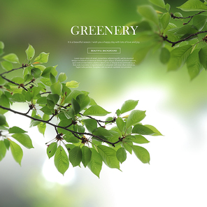 greenery_020