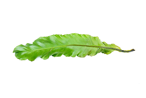 신선한 야자수 잎, 열대 야자수 잎 오브젝트_065