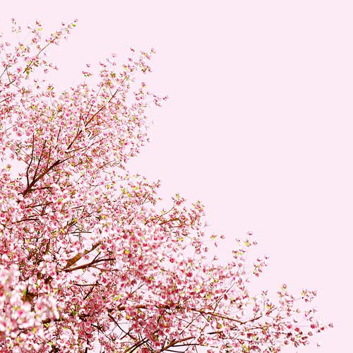 아름다운 봄,벚꽃 배경_001