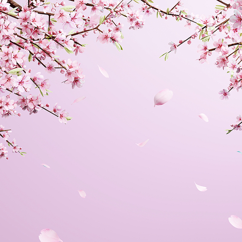 아름다운 봄,벚꽃 배경_002