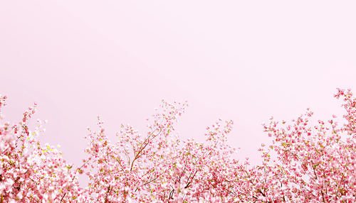 아름다운 봄,벚꽃 배경_014