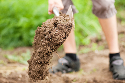 gardener - only feet to be seen - digging the soil in spring with a spade to make the garden ready