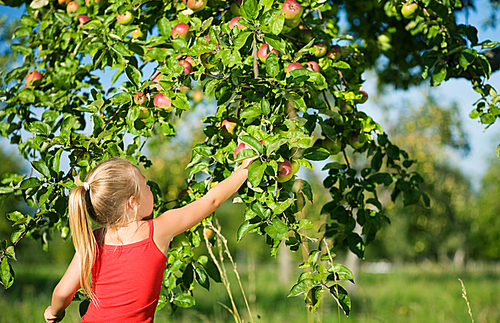 little girl picking an apple from a tree|the weather is sunny
