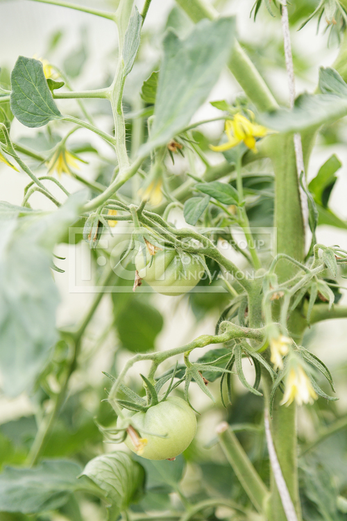 유토이미지 | green greenhouse tomatoes growing on bush|organic food