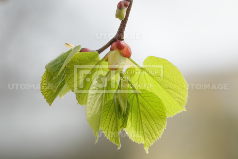 유토이미지 | first spring linden tree leaves|closeup photo