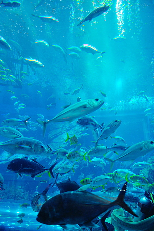 blue background ocean underwater aquarium with fishes and reef