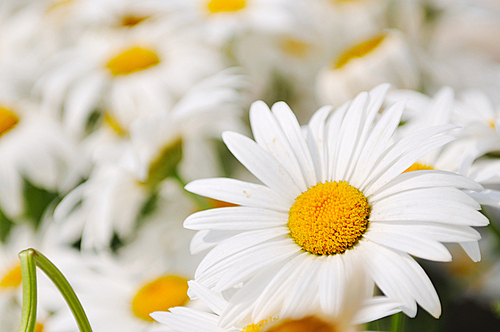 daisy flower backgorund closeup