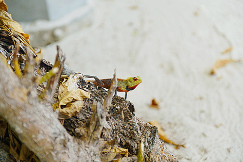 tropical chameleon wild life animal in nature