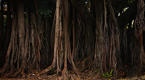 Tree trunks and roots in a forest