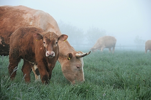 Cows in a misty field.