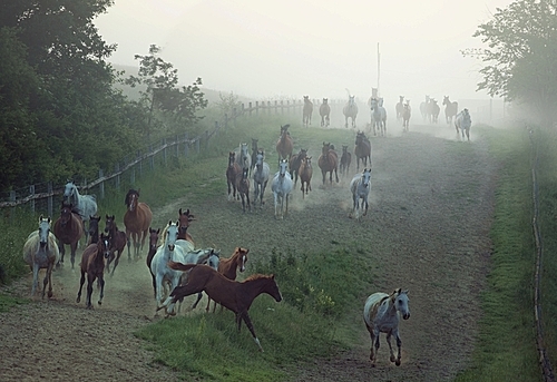 Bevy of strong horses running at the rular area