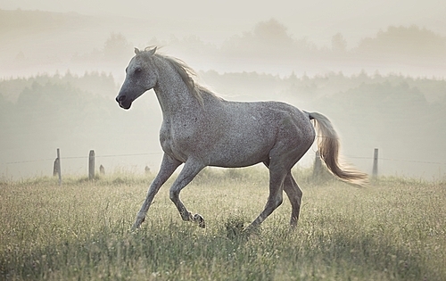 Spotted white horse running through the green  meadow