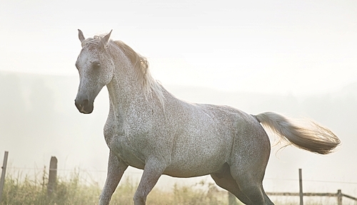 White|strong horse on true freedom