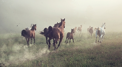 Group of horses on the meadow at the morning