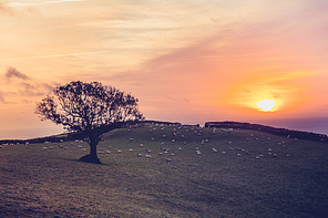 Tree in a field at sunset