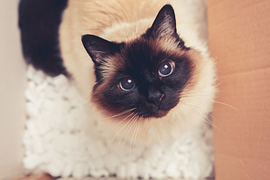 A cat in a cardboard box with styrofoam pieces