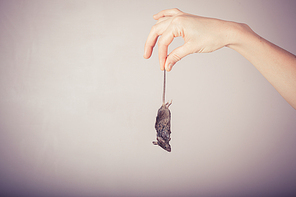 A hand is holding a dead mouse by it’s tail