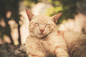 A cat is sleeping on a rock outside