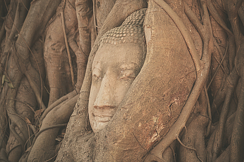 Head of a buddha statue tangled in the roots of a tree at Wat Mahathat|Thailand
