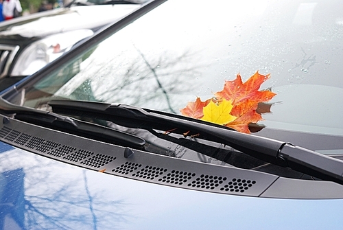 Autumn maple leaf on car window
