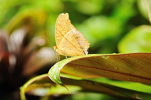 Tropical butterfly on a leaf