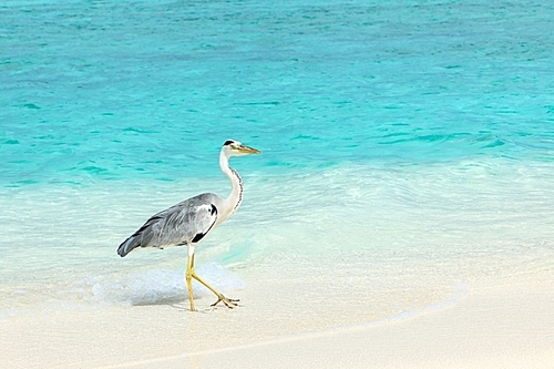 Heron at the beach on Maldivian island