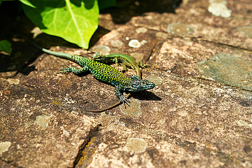 Couple of green lizards on a stone