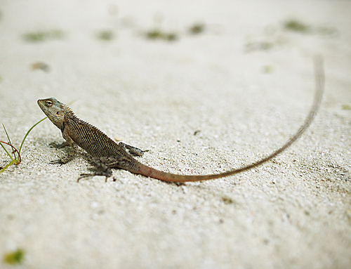 Wild lizard on sand close-up