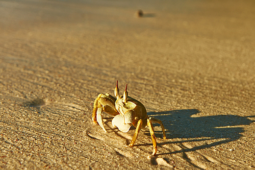 Ghost crab on a beach